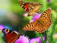 image Butterfly Slide