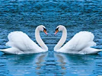 image Swans Slide